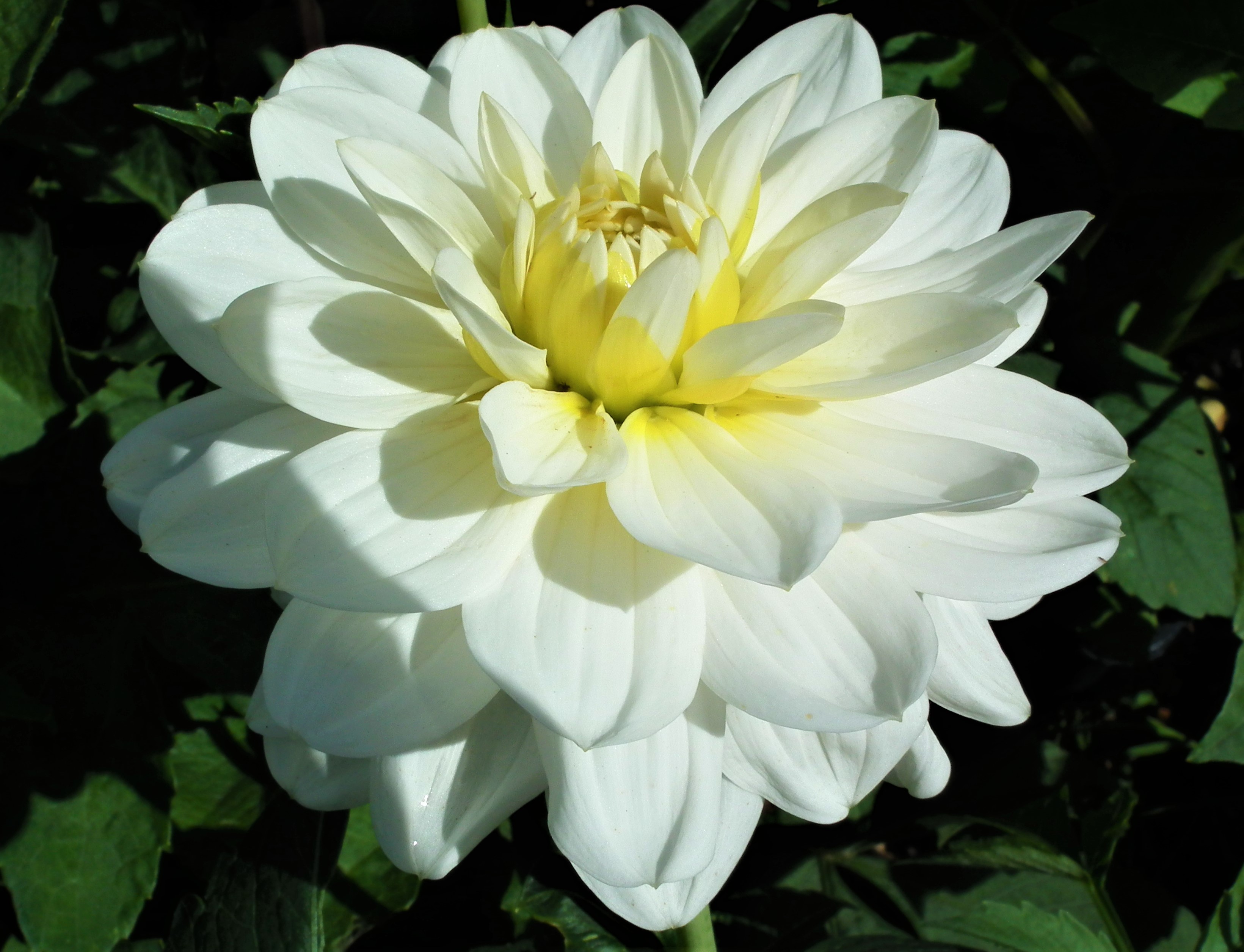 white onesta (2).jpg